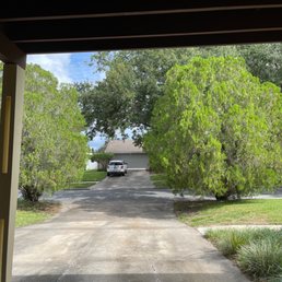 The two over grown trees being removed.