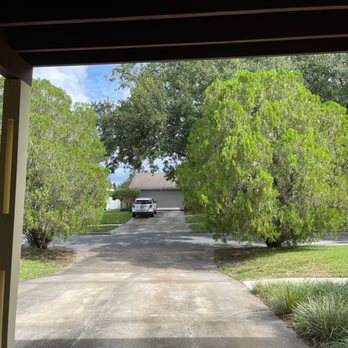 Trees for the Fallen - The two over grown trees being removed. - Tree Services Near Me
