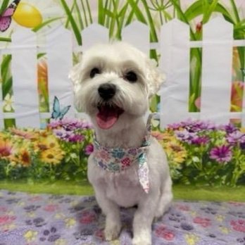 Easy Breezy Pet Groom & Grub - Pet Stores Near Me - La Mesa, California Easy Breezy Pet Groom & Grub - Pet Stores Near Me - La Mesa, California