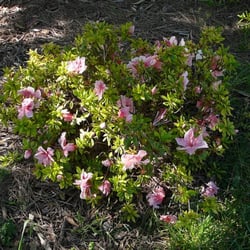 Rhododendron Island