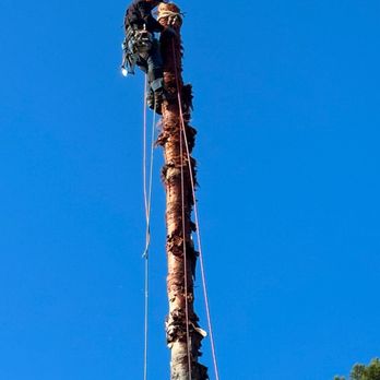 The Tree Guys LLC - 70ft Palm Tree Removal- Safe, reliable and very professional! 10 out of 10 service. - Tree Services Near Me