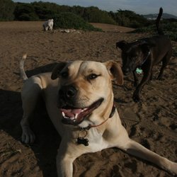 Dog Park Ready Family Dog Training