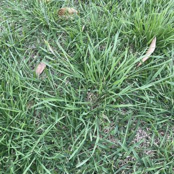 TruGreen Lawn Care - Weeds! - Lawn Services Near Me - Dallas, Texas TruGreen Lawn Care - Weeds! - Lawn Services Near Me - Dallas, Texas