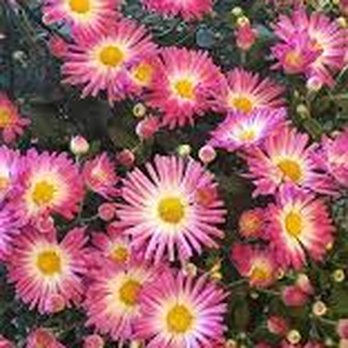 Big Reds Greenhouse - Nurseries & Gardening Near Me