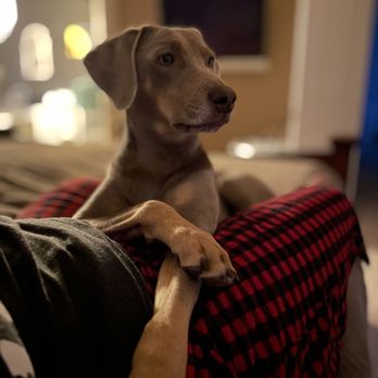 z bones pet mercantile