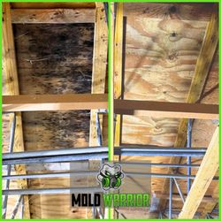 Mold Warrior - Mold Warrior's 2-Stage Process | Before and after