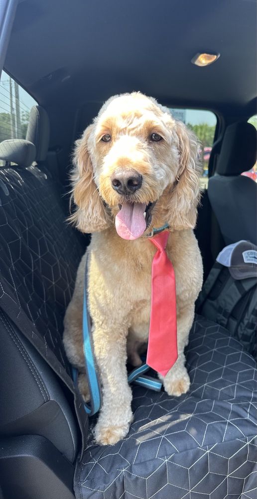 ANGEL PETS Updated August 2024 16 Reviews 3574 US Business 17