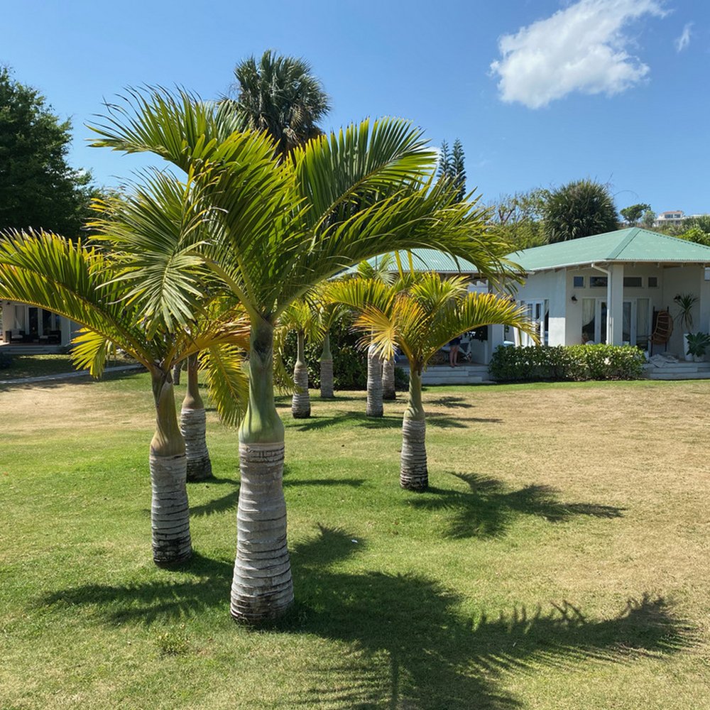 Villa Montana Beach Resort - Beautiful grounds - Hotels Near Me - Isabela, Puerto Rico Villa Montana Beach Resort - Beautiful grounds - Hotels Near Me - Isabela, Puerto Rico