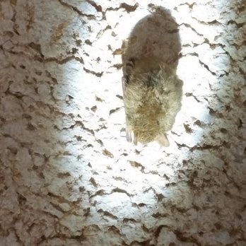 Longhorn Cavern State Park - A bat! - Tours Near Me - Burnet, Texas Longhorn Cavern State Park - A bat! - Tours Near Me - Burnet, Texas