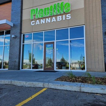 Plantlife - Cannabis Dispensaries Near Me - Edmonton, Alberta Plantlife - Cannabis Dispensaries Near Me - Edmonton, Alberta