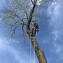 Photo of Tree man Frank