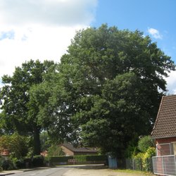 Allerkrug - Die Wirtin wollte KEIN Foto von ihrem Geschäft ! Obwohl ich mich vorgestellt hatte, dann hier dieser nette Platzhalter................