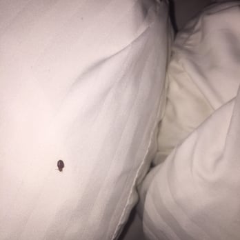 Quality Inn Radford - Bed bug crawling on my pillow? - Hotels Near Me - Radford, Virginia