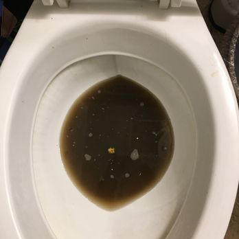 Buckingham South - My dad's toilet water after I steam vac his rug that is no more than 5x7 feet.  I would walk to publix, rent one for $40/bi-monthly visit - Hospice Near Me - Savannah, Georgia