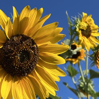 Compass Pest Control - Bees on a Sunflower - Pest Control Near Me Compass Pest Control - Bees on a Sunflower - Pest Control Near Me