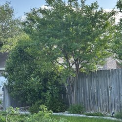 Leander Tree Care - Before