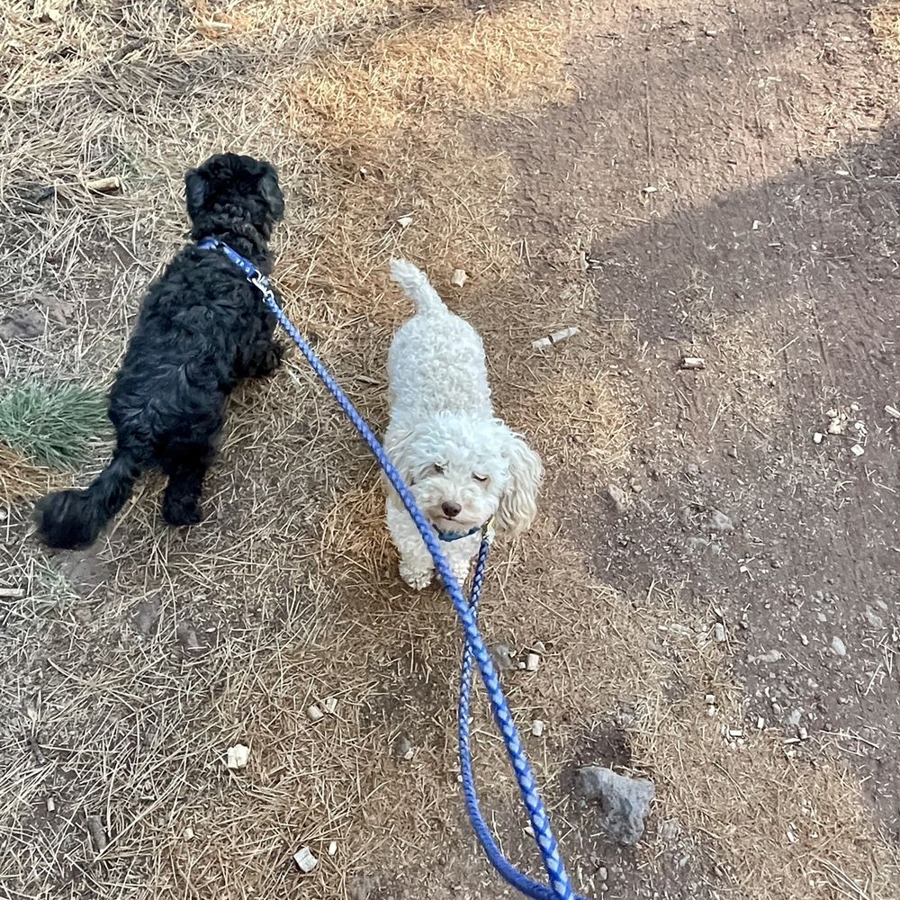 Woody Mountain Campground - Molly and Charley out for a walk...he is an apricot poodle under all the dirt - Campgrounds Near Me - Flagstaff, Arizona Woody Mountain Campground - Molly and Charley out for a walk...he is an apricot poodle under all the dirt - Campgrounds Near Me - Flagstaff, Arizona