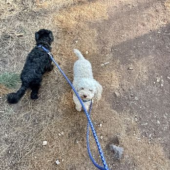 Woody Mountain Campground - Molly and Charley out for a walk...he is an apricot poodle under all the dirt - Campgrounds Near Me - Flagstaff, Arizona Woody Mountain Campground - Molly and Charley out for a walk...he is an apricot poodle under all the dirt - Campgrounds Near Me - Flagstaff, Arizona