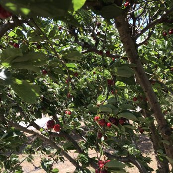 Pease Ranch - Look at the abundant of cherries on their trees at Pease Ranch in Brentwood. - Fruits & Veggies Near Me - Brentwood, California Pease Ranch - Look at the abundant of cherries on their trees at Pease Ranch in Brentwood. - Fruits & Veggies Near Me - Brentwood, California