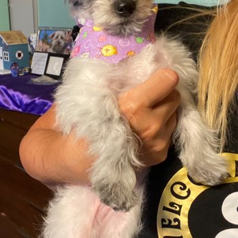 Land Of Paws - Her first haircut at 18 weeks old. - Pet Groomers Near Me - Simi Valley, California Land Of Paws - Her first haircut at 18 weeks old. - Pet Groomers Near Me - Simi Valley, California