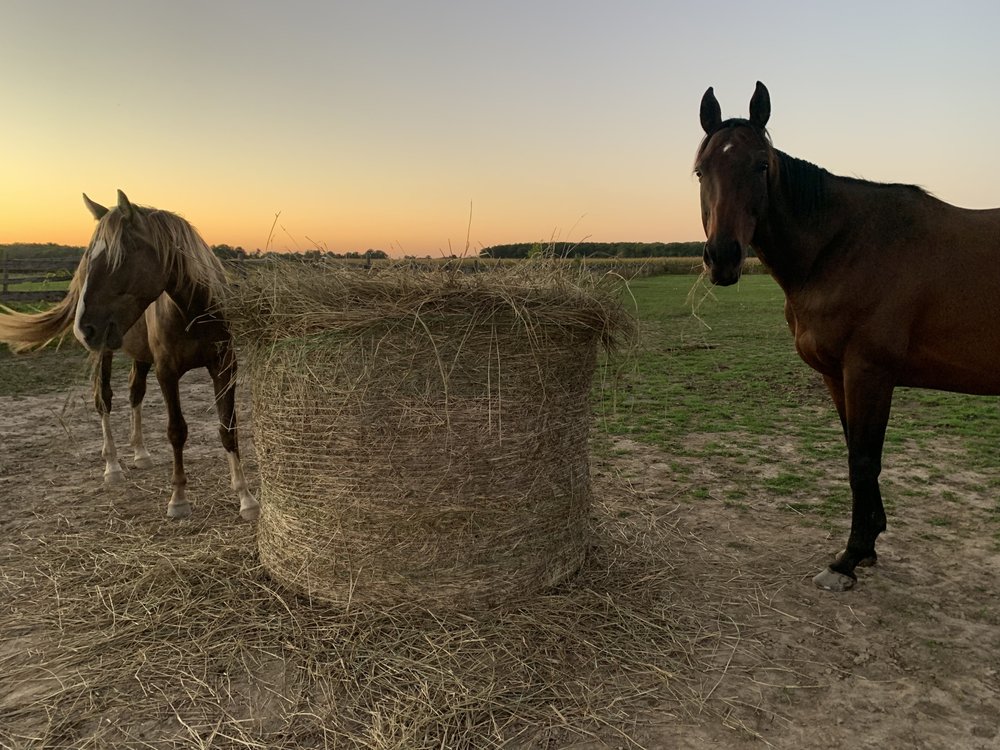 NORTHERN SUNRISE STABLES Updated July 2024 4243 Spring Creek Rd