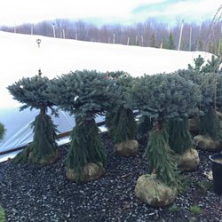 A.N.T. Nursery