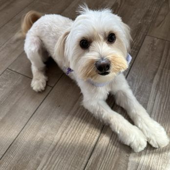 Doggie Do's Pet Salon - Pet Groomers Near Me - Bakersfield, California Doggie Do's Pet Salon - Pet Groomers Near Me - Bakersfield, California