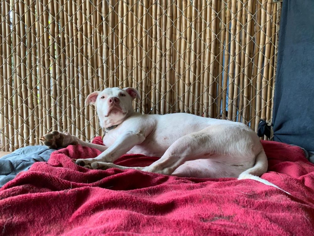 LOVE THEM AND LEAVE THEM PET SITTING SERVICE HAWAII 154 Photos & 91