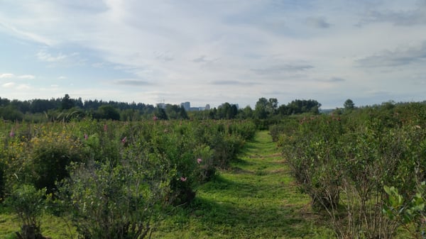 Mercer Slough Blueberry Farm by null
