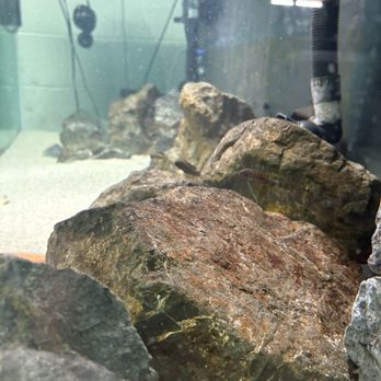 JJ Aquarium - Local Fish Stores Near Me - Antioch, California JJ Aquarium - Local Fish Stores Near Me - Antioch, California