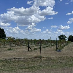 Angelita Vineyard & Winery - Grape fields