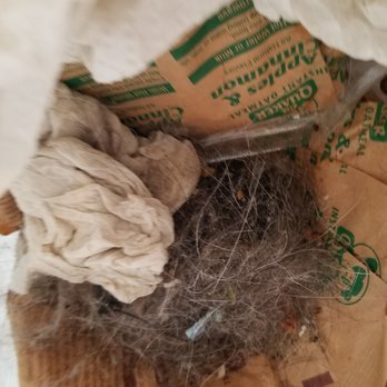 Siebert Realty - The dog hair and dust that I swept up - Vacation Rentals Near Me - Virginia Beach, Virginia