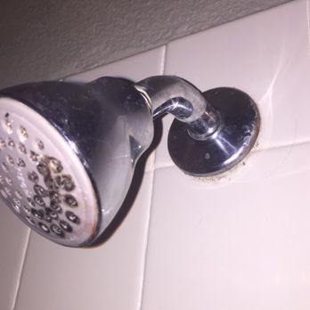 Ely Properties - Mold on our shower head on move in day. - Property Management Near Me - Austin, Texas Ely Properties - Mold on our shower head on move in day. - Property Management Near Me - Austin, Texas