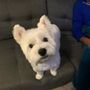 Photo of Paw Patch Grooming