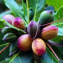 Tropical Almond Plants