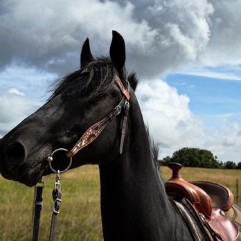 Adkins Horsemanship - Trail desensitization with Beau, a horse with limited trail exposure and bad anxiety - Horseback Riding Near Me - Rye, Colorado