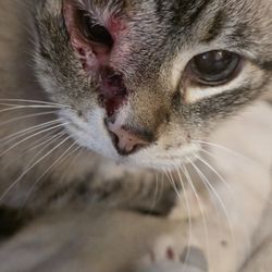 Meadow Hill Veterinary Shoppe - Paris had swollen and cuts on face