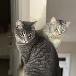 Furr the Love Pet Sitting
