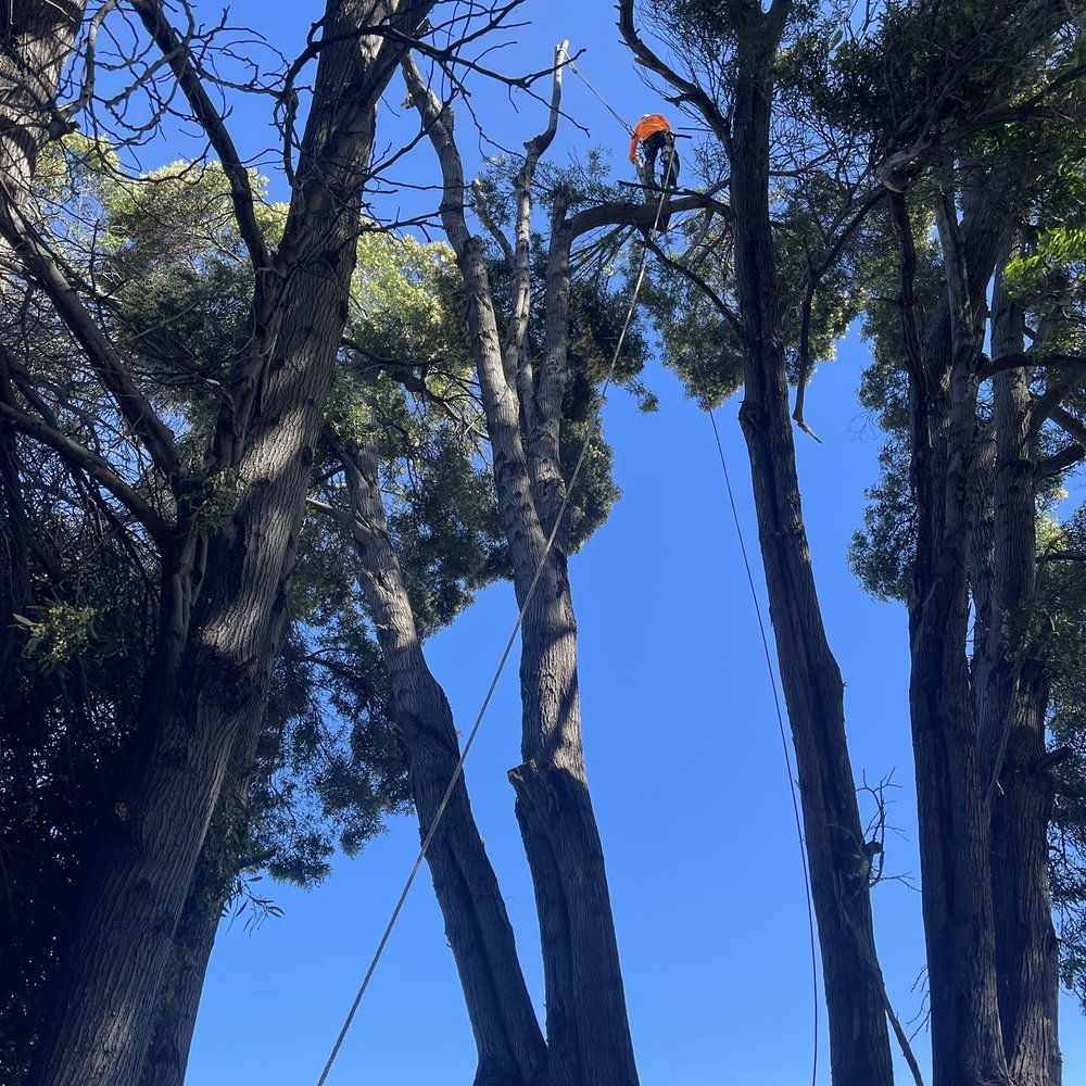Rivas Tree Services - Cutting them down! - Tree Services Near Me Rivas Tree Services - Cutting them down! - Tree Services Near Me