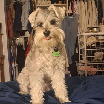 Patty's Mobile Pet Spa - Violet is one satisfied customer! - Pet Groomers Near Me - Rancho Cucamonga , California