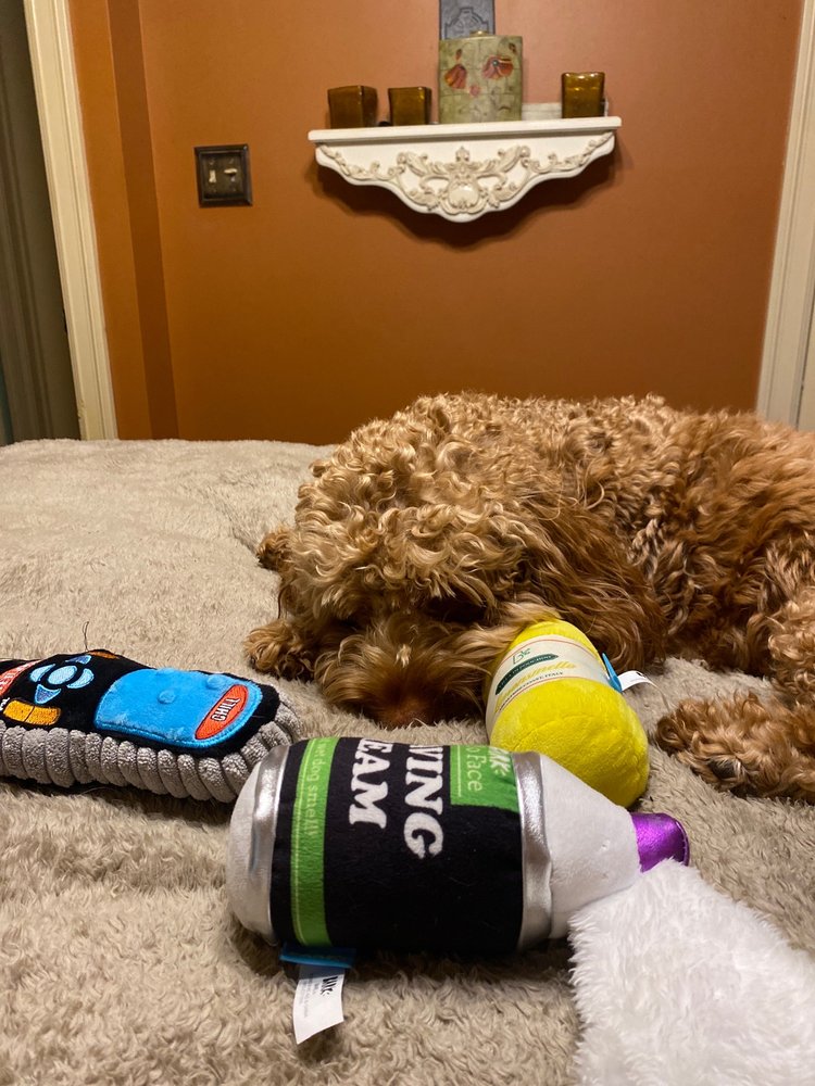 JANS COCKAPOOS Updated September 2024 27 Colonial Woods Dr, West