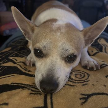 Killeen Veterinary Clinic - Charlie my sweet boo-boo - Veterinarians Near Me - Killeen, Texas