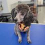 Photo of Pampered Pooch