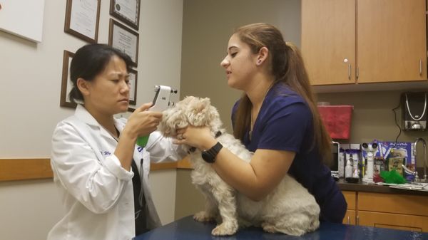 vca veterinary specialty center