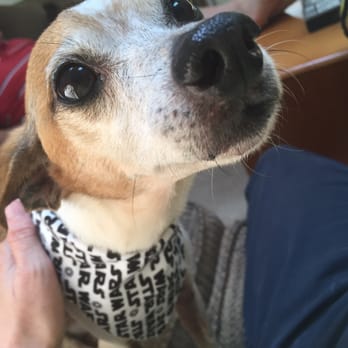 Zen Paws Pet Spa - Cute Bryan just got done - Pet Groomers Near Me - Cottage Grove, Oregon Zen Paws Pet Spa - Cute Bryan just got done - Pet Groomers Near Me - Cottage Grove, Oregon