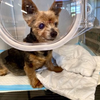 Veterinary Emergency Group - Bella in an oxygen tent due to respiratory distress - Emergency Pet Hospital Near Me - Pleasant Hill, California Veterinary Emergency Group - Bella in an oxygen tent due to respiratory distress - Emergency Pet Hospital Near Me - Pleasant Hill, California