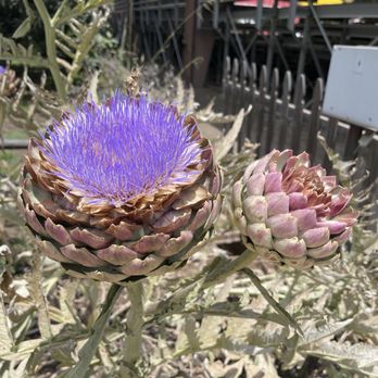 Los Angeles County Fair - Festivals Near Me - Pomona, California