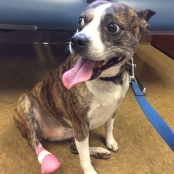 Arlington Park Veterinary Hospital - Veterinarians Near Me - Rolling Meadows, Illinois Arlington Park Veterinary Hospital - Veterinarians Near Me - Rolling Meadows, Illinois