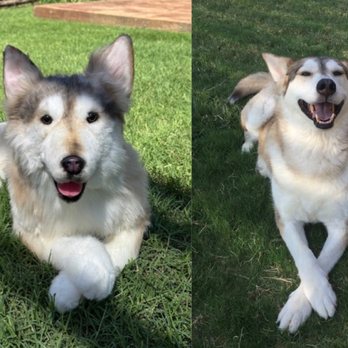Cuddle Clones - Pet Stores Near Me - Akron, Ohio