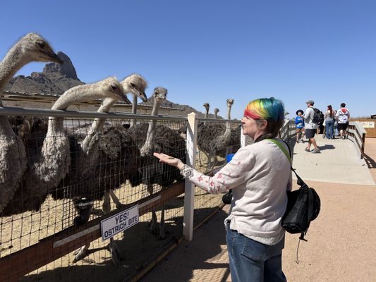 Rooster Cogburn Ostrich Ranch by null